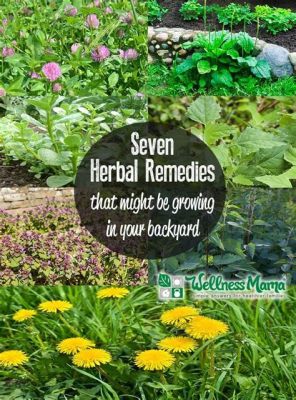  ¿Herbal Healing: Cultivating Wellness From Your Backyard? - Unveiling Egypt's Gift To Holistic Gardening