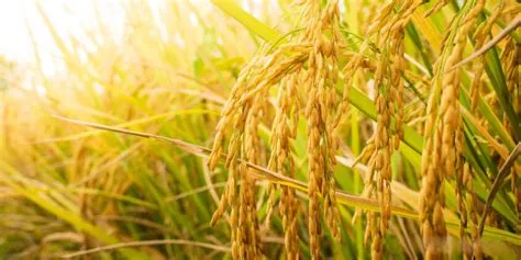  “Rice: A Grain of Truth” - Un Cultivo Literario en la Tierra Coreana